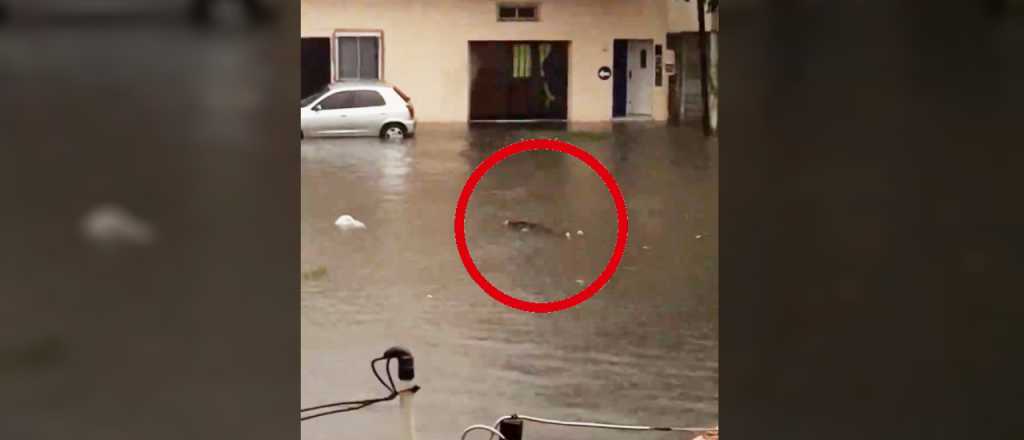 Cadáver flotando y hombre nadando: las imágenes del temporal en Bs. As.