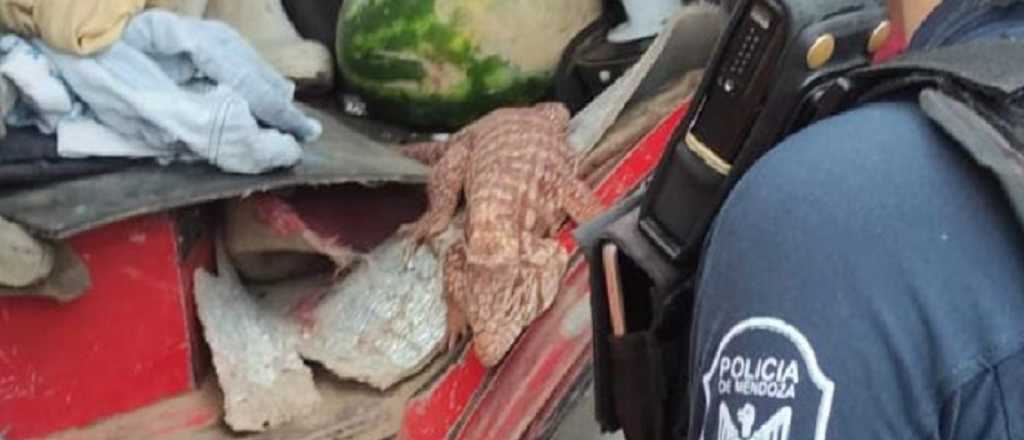 Rescatan a una iguana colorada y encuentran a un oso hormiguero en el Este