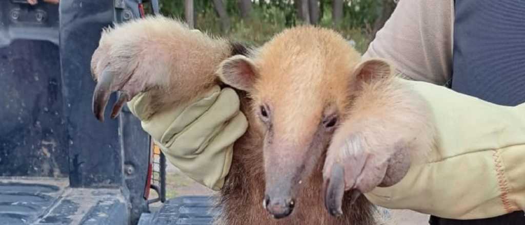 El osito hormiguero encontrado en Junín está en cuarentena en el Ecoparque