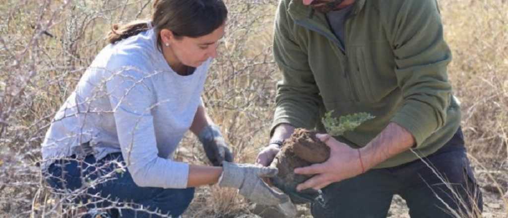 Convocan a voluntarios para plantar forestales en el Cerro Arco