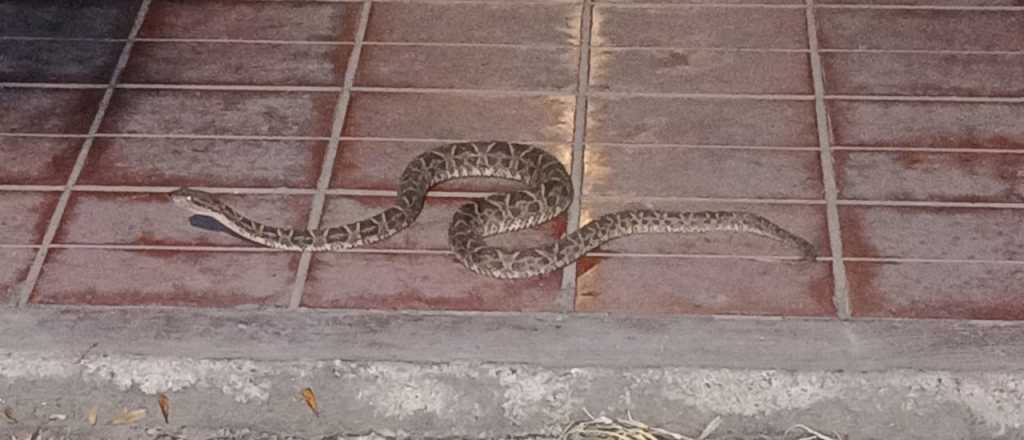 Videos: preocupación por la aparición de víboras en Luján de Cuyo y Maipú