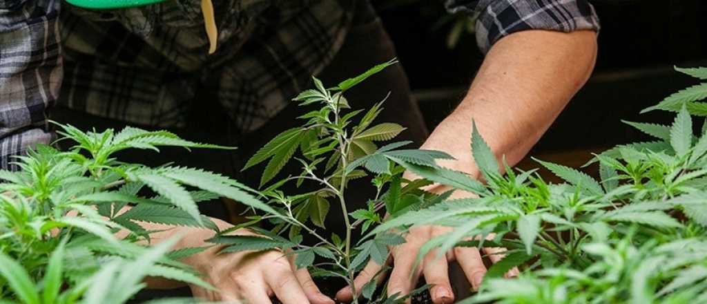 Allanaron clubes de cannabis por entregar marihuana con permisos vencidos