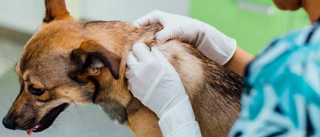 "Mendoza está desbordada de garrapatas", dice un veterinario