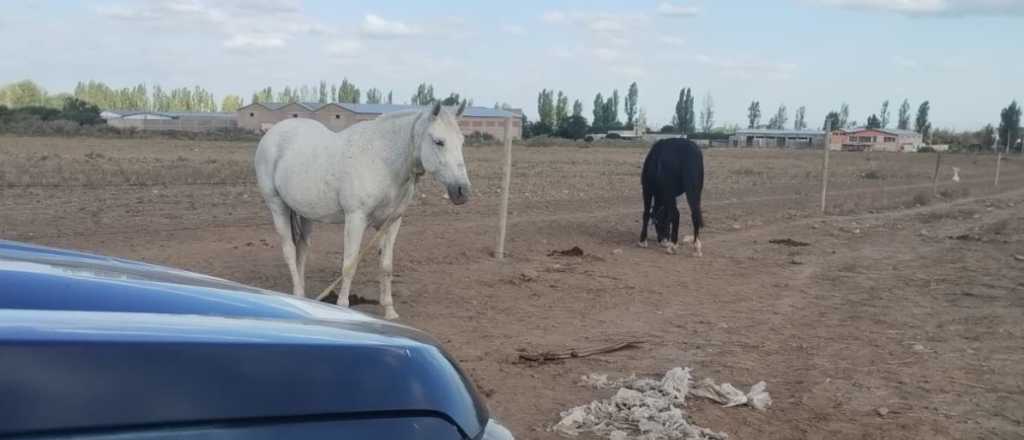 Un joven de 23 años murió tras ser golpeado por un caballo en Santa Rosa