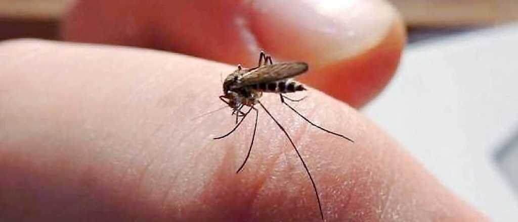 El repelente contra los mosquitos que prohibió la ANMAT 