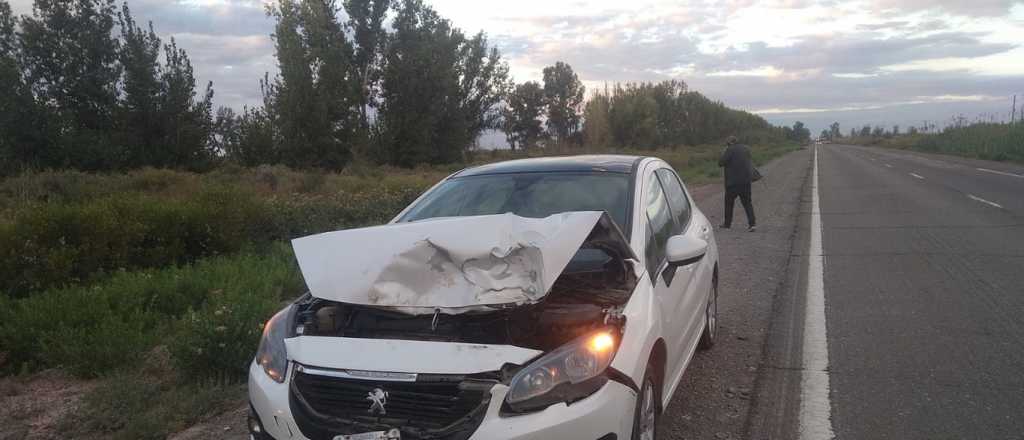 Un auto chocó un caballo sobre la Ruta 40