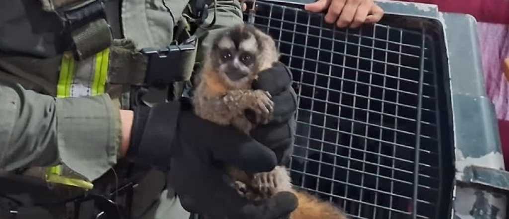 Traficaban cinco monos embalados en dos cajas y los descubrieron