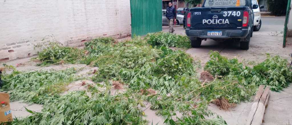 Video: así desmantelaron un vivero de cannabis sativa en Las Heras