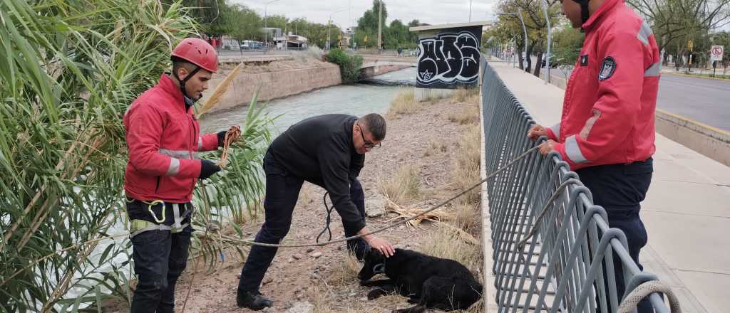 Video: una perrita cayó al zanjón, fue rescatada y la adoptó un automovilista