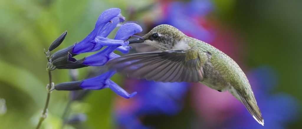 Qué significa encontrar un colibrí en tu jardín