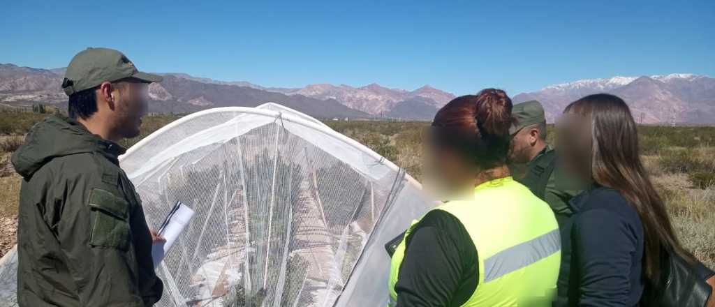 Encontraron un vivero de marihuana en la cordillera mendocina