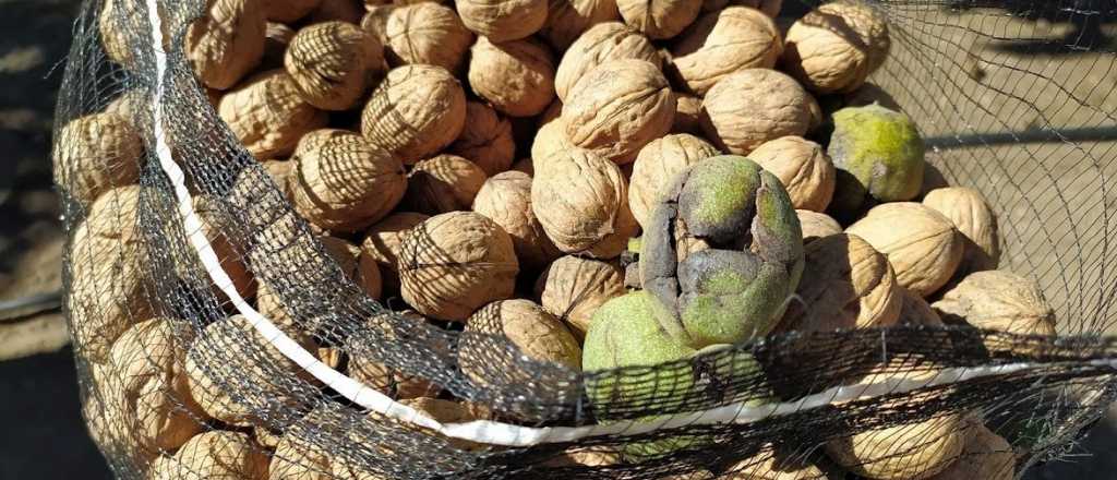 No se cesa el robo de nueces en Tupungato: hay ocho nuevos detenidos