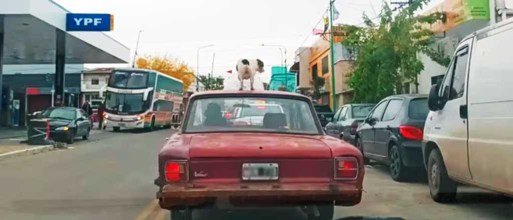 Video: un perro viajó en el techo del auto durante varias cuadras