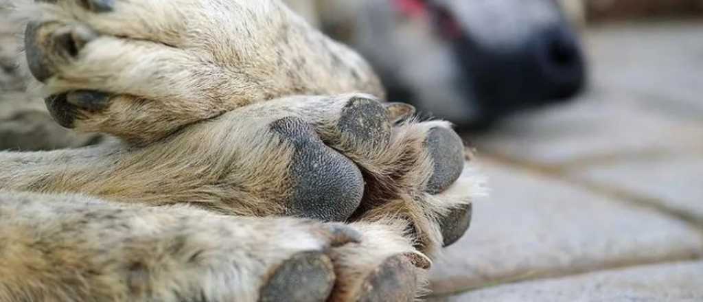 San Rafael: un hombre mató a un perro y dejó al dueño en terapia