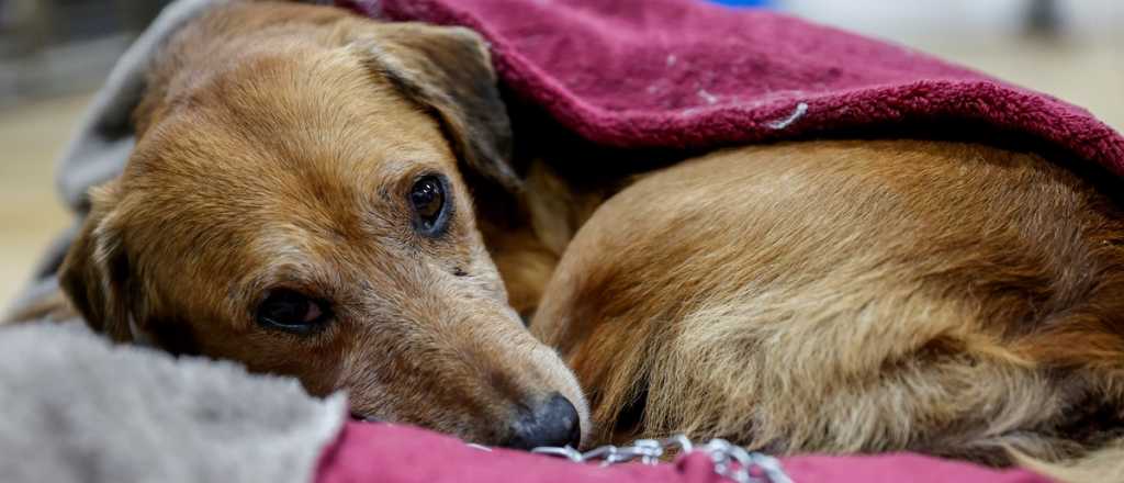 Rescatistas llegan con "decenas de animales" por las inundaciones