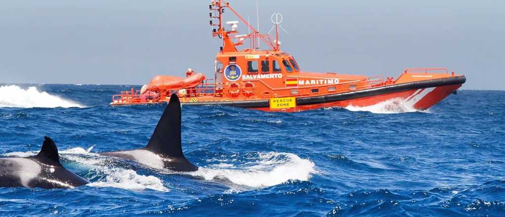 Una manada de orcas hundió un velero en Gibraltar