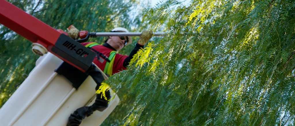 Arbolado público: cómo denunciar un árbol en mal estado en Las Heras