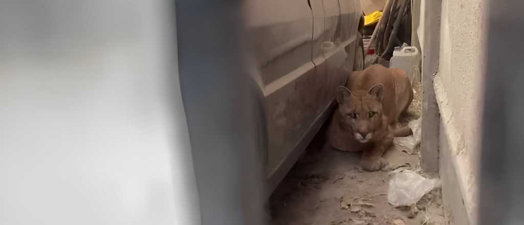 Video: salió a buscar papas y se encontró a un puma en su patio