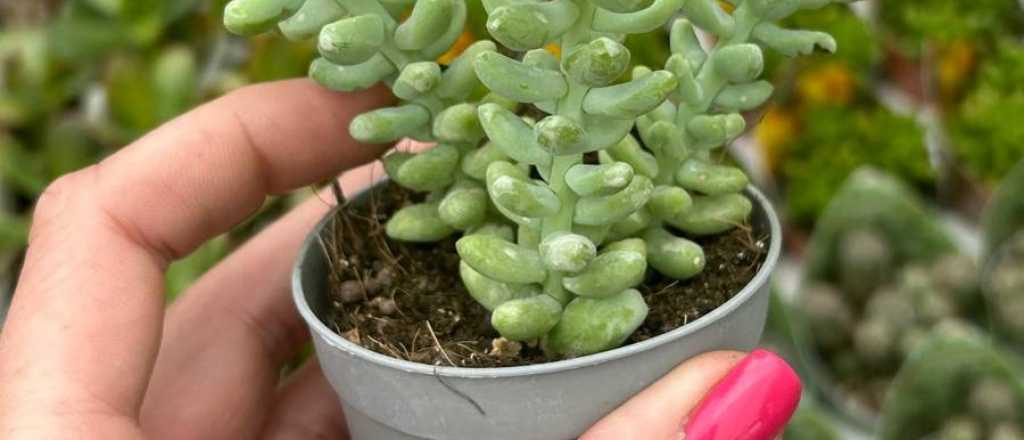 Sedum burrito: los cuidados simples para esta asombrosa planta