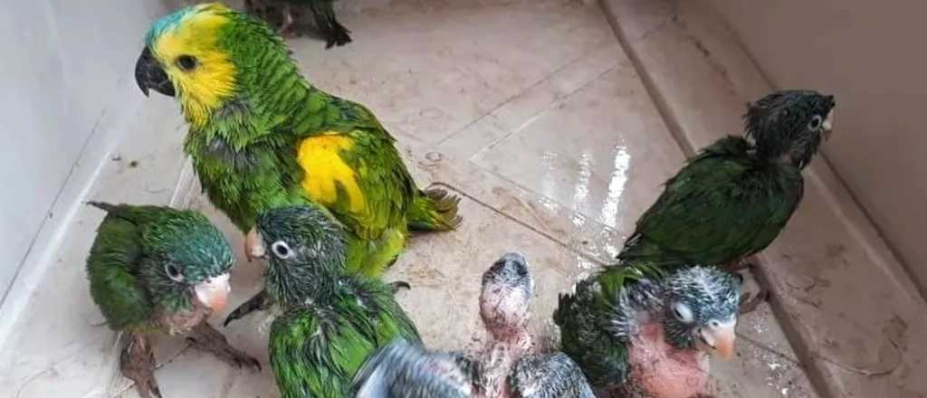 Suben los casos de la enfermedad que contagian las aves: así está Mendoza