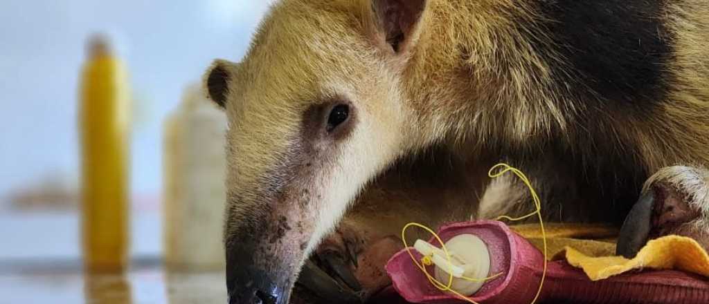 El oso hormiguero hallado en Mendoza fue trasladado a un centro de rescate