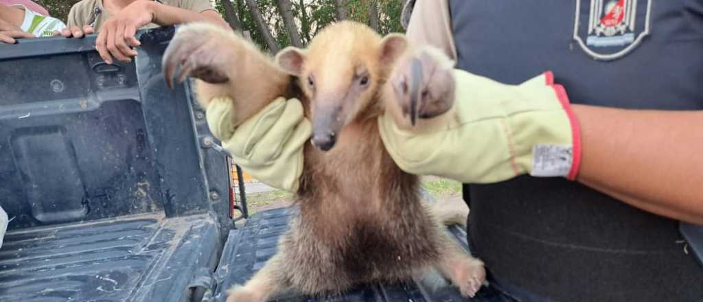 El oso hormiguero hallado en Mendoza fue trasladado a un centro de rescate