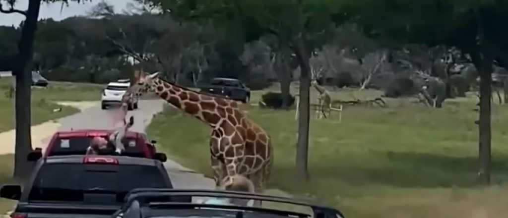 Una jirafa sacó a una nena del auto en un parque  