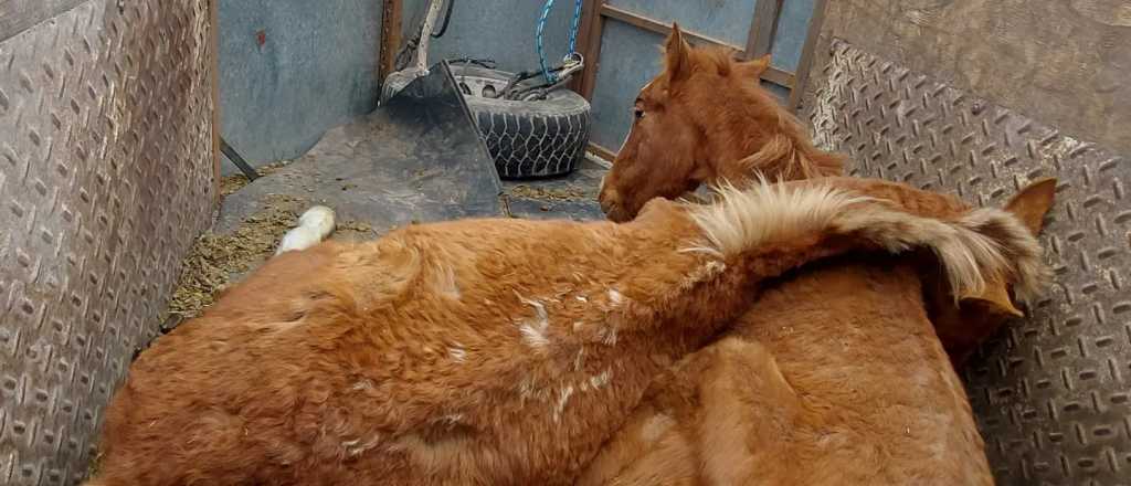 Las potrancas rescatadas por Pempa en Las Heras están graves y piden ayuda