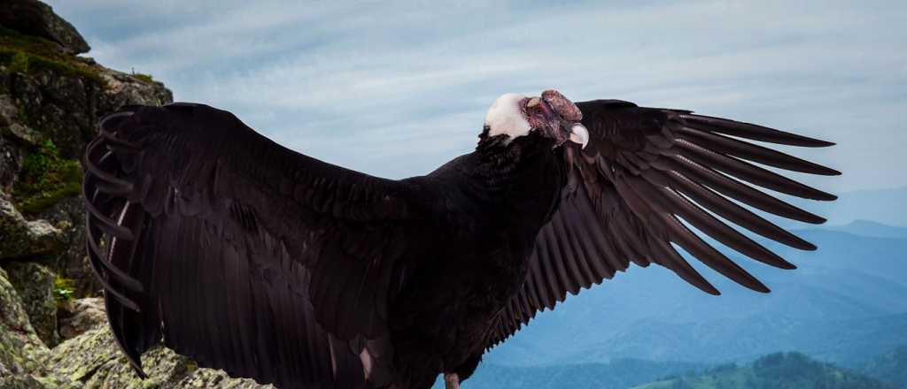 Cumplió 6 meses el pichón de condor andino descubierto en Tupungato