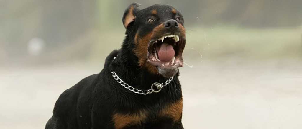 Una anciana murió luego de ser atacada por sus Rottweiler en Guaymallén