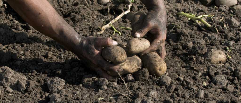 Cuánto cobrarán los cosechadores de papa en Mendoza