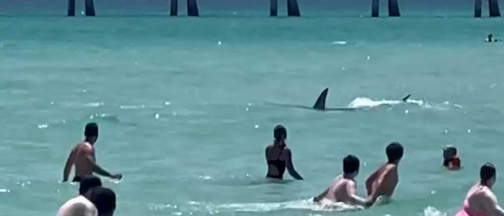 Reportaron ataques de tiburones sin precedentes en Florida y Texas