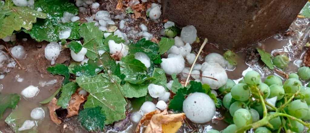 Granizo en el Sur: "Por dos temporadas no vamos a tener cosecha"