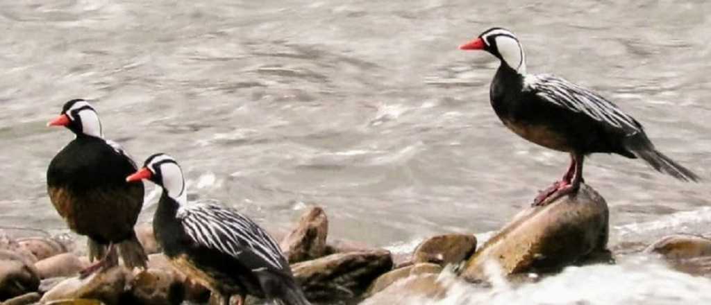 Piden preservar a los animales de Alta Montaña que bajan por el frío 