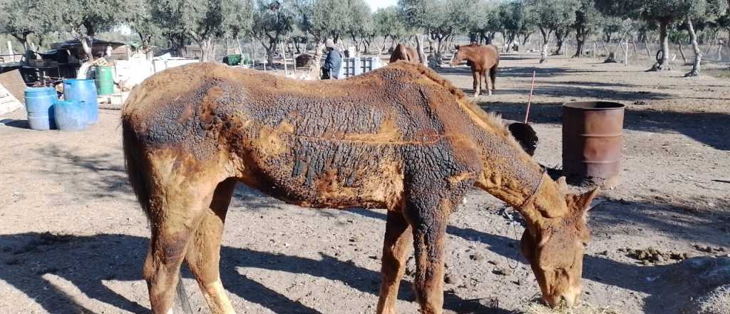 Rescataron una yegua quemada en un incendio intencional en San Rafael