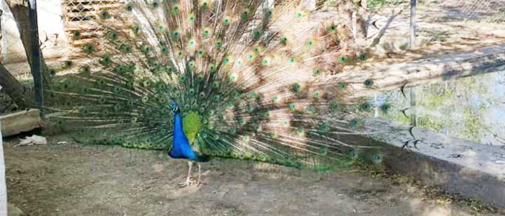 Mataron al pavo real Simón en una granja escolar de San Rafael