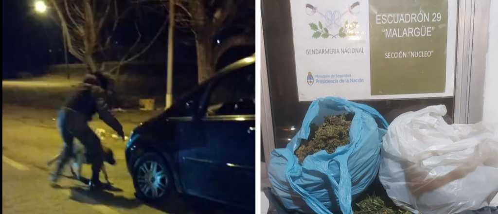 Video: así trabaja Mambo, el perro de Gendarmería que encontró kilos de droga