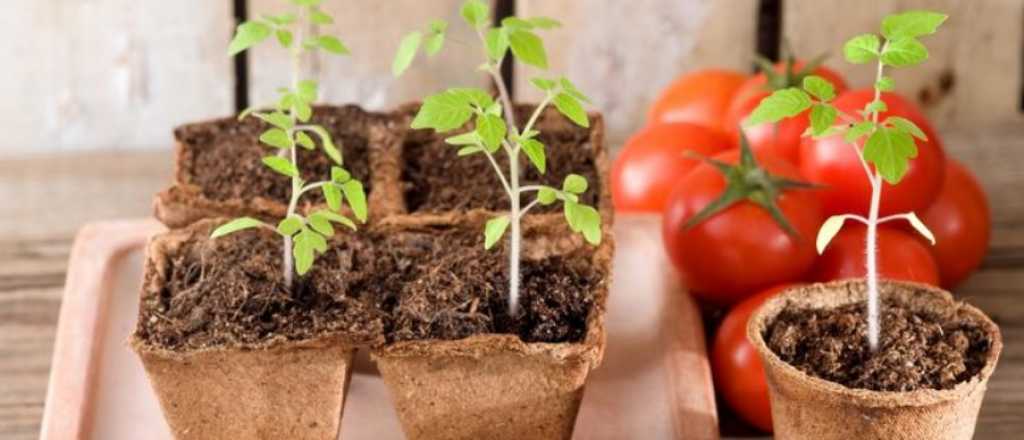 Cuándo conviene sembrar tomate en tu jardín