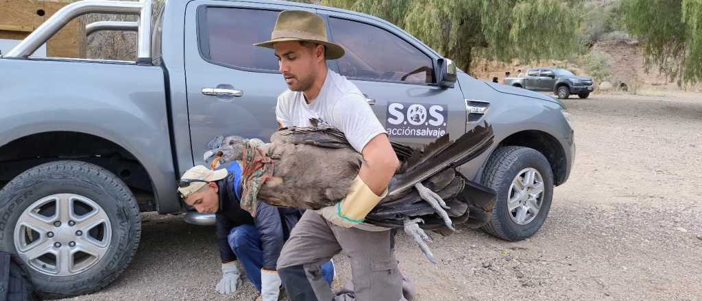 Video: salvaron a un cóndor con las alas quebradas en San Rafael