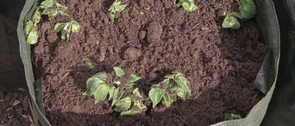 Qué época es mejor para cultivar papa en tu huerto