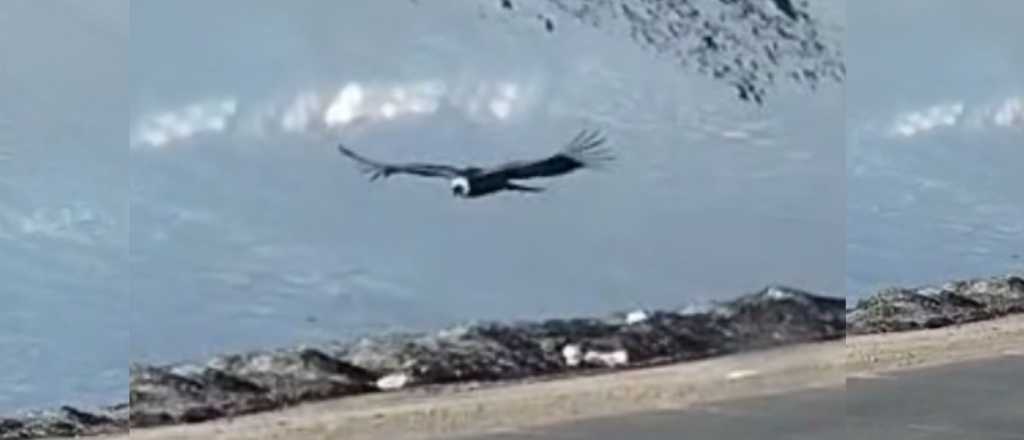 Video: el maravilloso vuelo de un cóndor en Alta Montaña