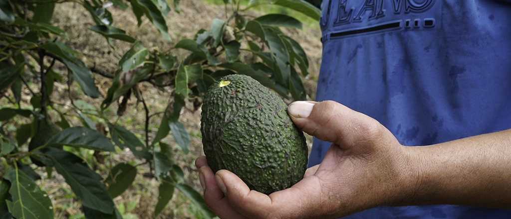 En qué momento del año conviene sembrar palta en tu casa