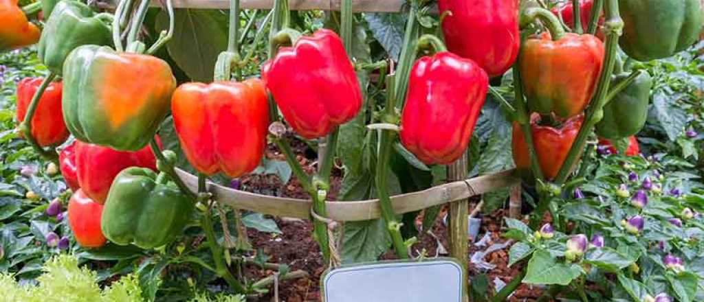 Cuándo es el momento ideal para sembrar pimiento en tu jardín