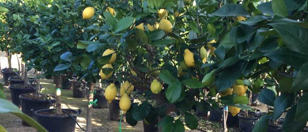 En qué epoca es mejor sembrar un limonero en tu jardín