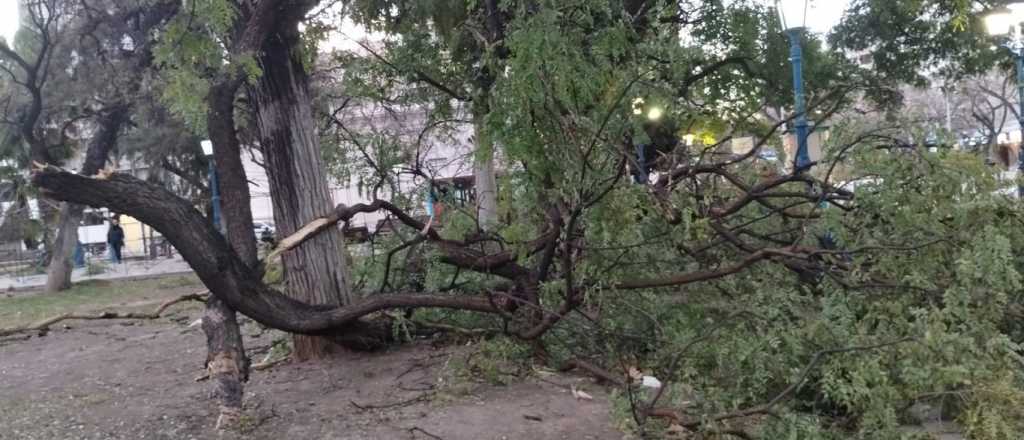 Videos y fotos: así quedó la Plaza Independencia después del Zonda 