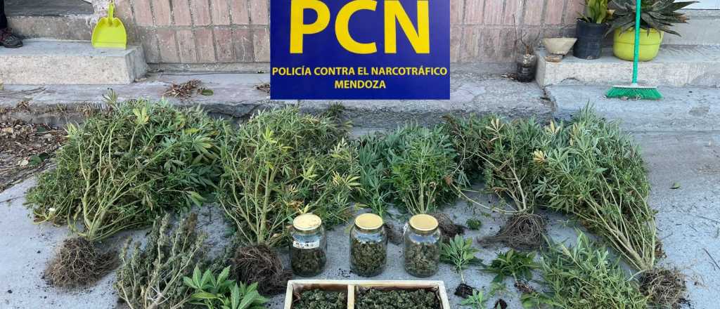 Adónde va a parar la droga incautada en Mendoza y qué proponen