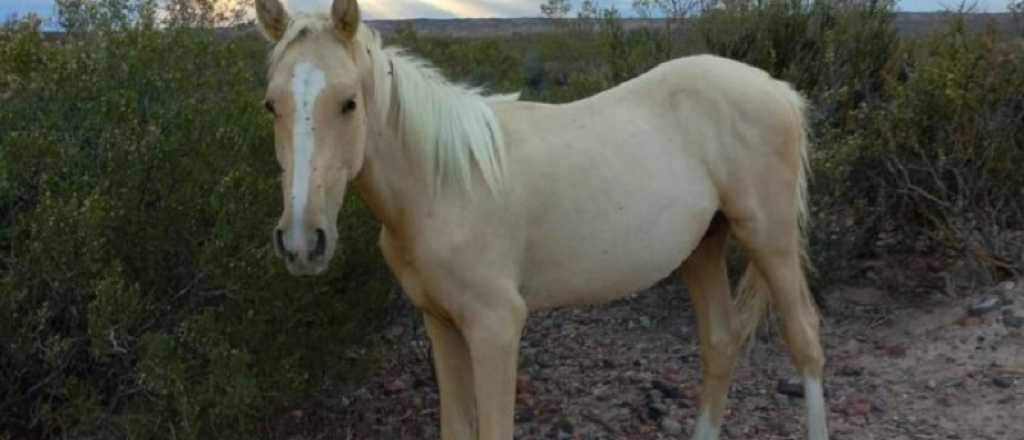 Ofrecen recompensa por un potrillo perdido en Rivadavia