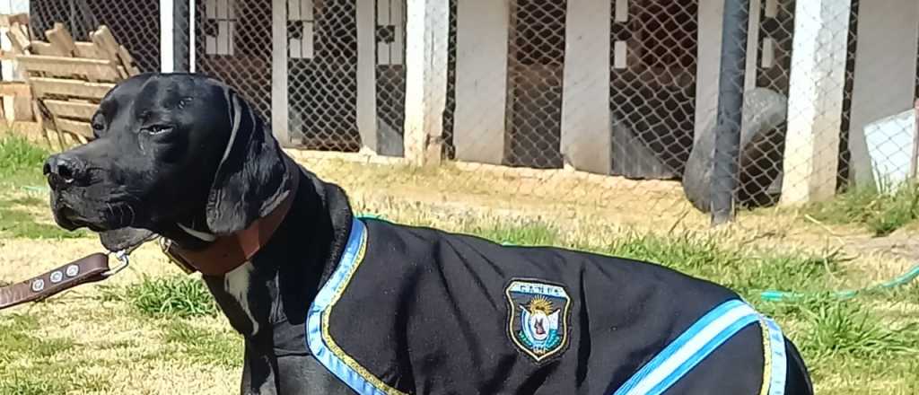 Duque, el perro policía que esclareció un robo en San Rafael