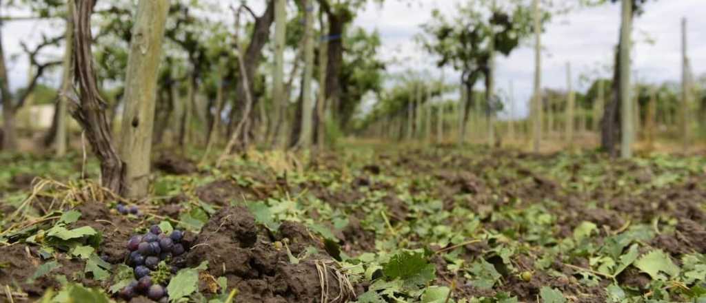 Presentaron el Seguro Agrícola luego de eliminar la Lucha Antigranizo 