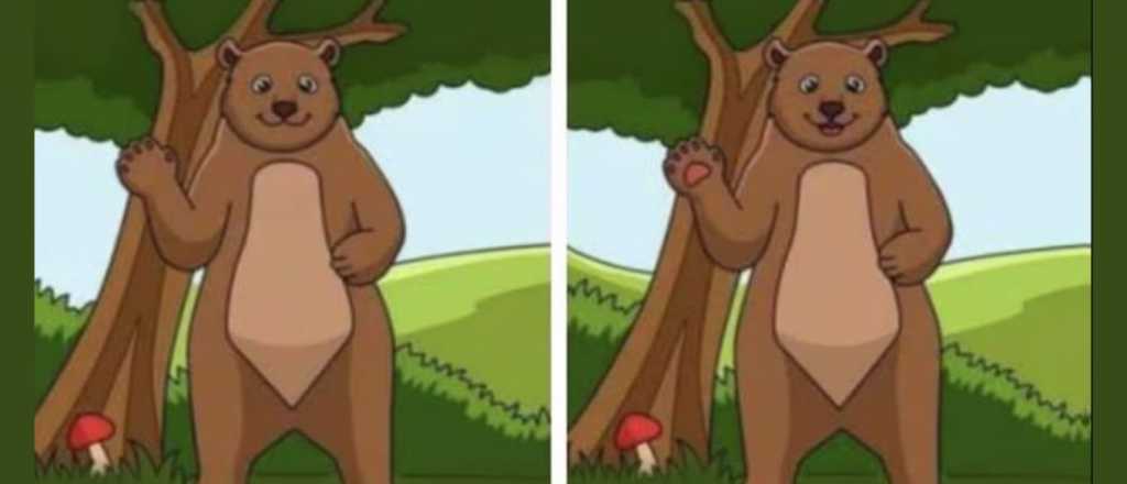 Reto de diferencias: encontrá qué diferencia a un oso del otro